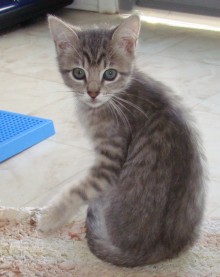 [another picture of Solo, a Domestic Short Hair gray tabby\ cat] 