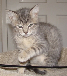 [picture of Solo, a Domestic Short Hair gray tabby cat]