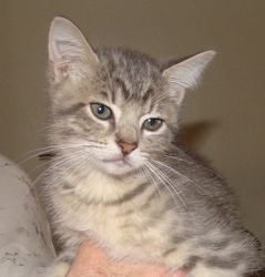 [picture of Solo, a Domestic Short Hair gray tabby cat]