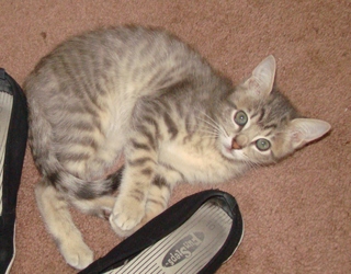 [picture of Solo, a Domestic Short Hair gray tabby cat]