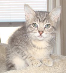 [picture of Solo, a Domestic Short Hair gray tabby\ cat] 