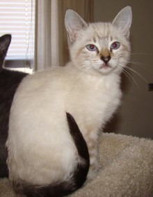 [another picture of Suki, a Siamese/Domestic Short Hair-x lynxpoint\ cat] 