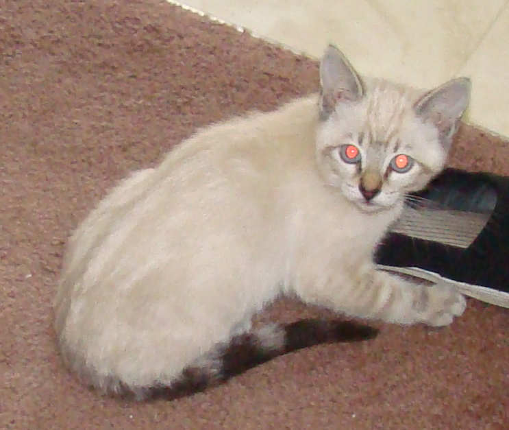 [picture of Suki, a Siamese/Domestic Short Hair-x lynxpoint cat]