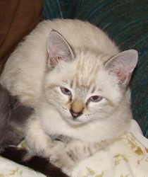 [picture of Suki, a Siamese/Domestic Short Hair-x lynxpoint cat]