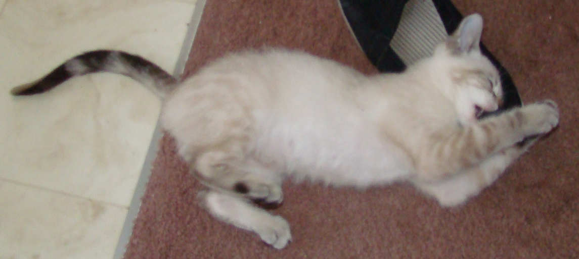 [picture of Suki, a Siamese/Domestic Short Hair-x lynxpoint cat]