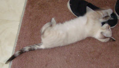 [picture of Suki, a Siamese/Domestic Short Hair-x lynxpoint cat]