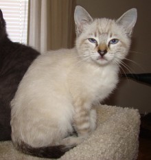 [picture of Suki, a Siamese/Domestic Short Hair-x lynxpoint\ cat] 