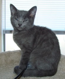 [another picture of Saki, a Domestic Short Hair gray\ cat] 