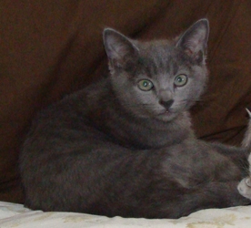 [picture of Saki, a Domestic Short Hair gray cat]