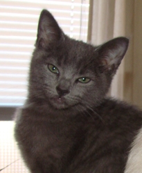 [picture of Saki, a Domestic Short Hair gray cat]