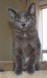 [picture of Saki, a Domestic Short Hair gray cat]