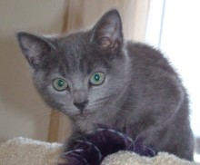 [picture of Saki, a Domestic Short Hair gray\ cat] 