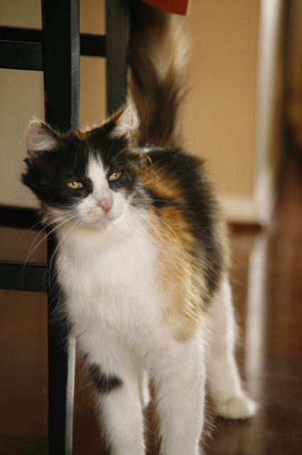 [another picture of Lily, a Domestic Medium Hair calico\ cat] 