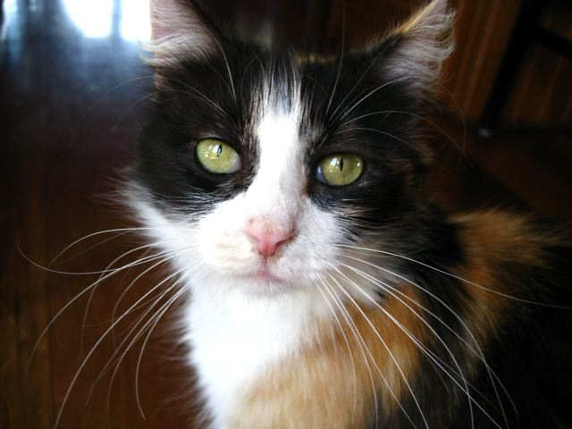 [picture of Lily, a Domestic Medium Hair calico cat]