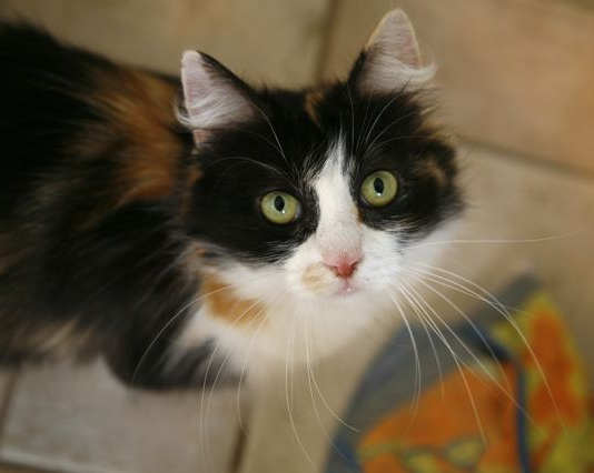 [picture of Lily, a Domestic Medium Hair calico\ cat] 