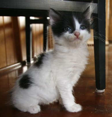 [another picture of Buddy, a Domestic Short Hair white/black\ cat] 