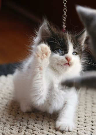 [picture of Buddy, a Domestic Short Hair white/black cat]