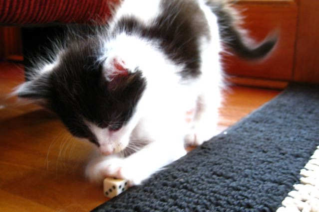 [picture of Buddy, a Domestic Short Hair white/black cat]