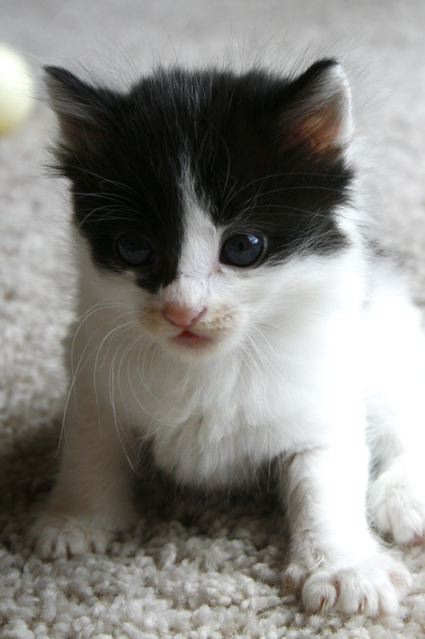 [picture of Buddy, a Domestic Short Hair white/black cat]