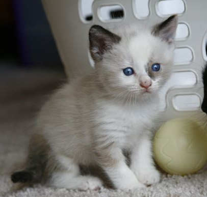 [another picture of Francis, a Siamese/Domestic Short Hair-x bluepoint\ cat] 