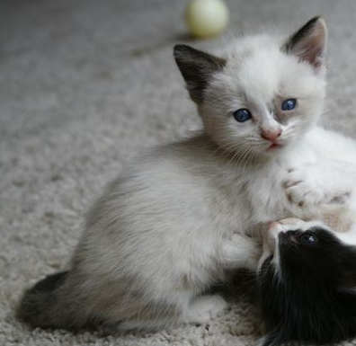 [picture of Francis, a Siamese/Domestic Short Hair-x bluepoint cat]