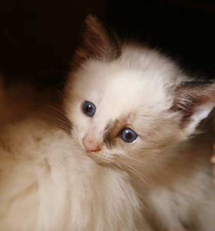 [picture of Francis, a Siamese/Domestic Short Hair-x bluepoint cat]