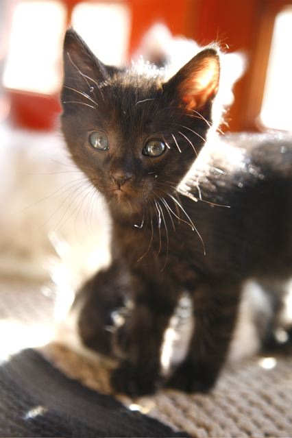 [another picture of Sticky, a Domestic Short Hair black\ cat] 