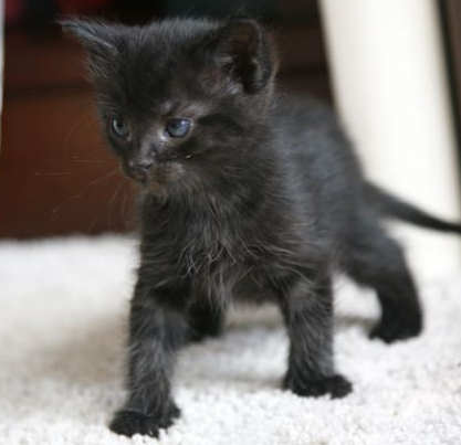 [picture of Sticky, a Domestic Short Hair black cat]