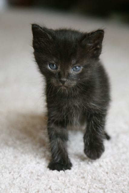 [picture of Sticky, a Domestic Short Hair black\ cat] 