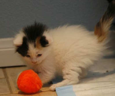 [picture of Cotton, a Domestic Short Hair calico cat]