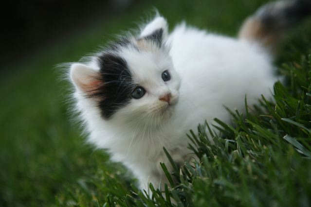 [picture of Cotton, a Domestic Short Hair calico cat]