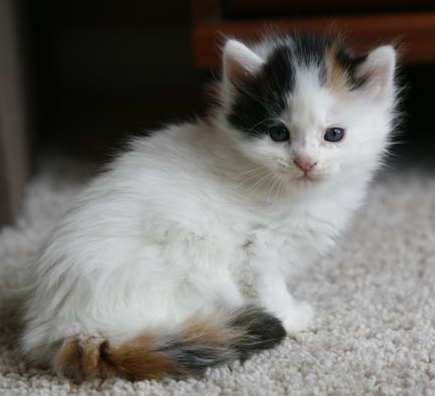 [picture of Cotton, a Domestic Short Hair calico\ cat] 