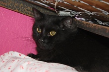 [another picture of Holly, a Domestic Medium Hair black\ cat] 