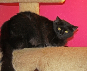 [picture of Holly, a Domestic Medium Hair black cat]