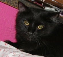 [picture of Holly, a Domestic Medium Hair black\ cat] 