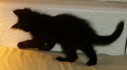 [another picture of Mistletoe, a Domestic Medium Hair black\ cat] 