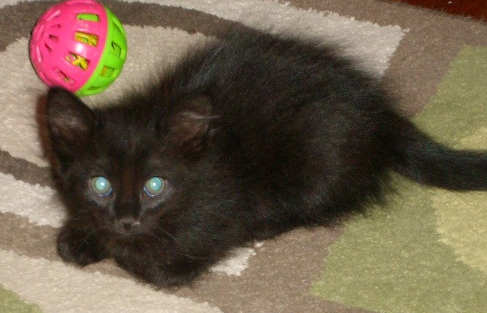 [picture of Mistletoe, a Domestic Medium Hair black\ cat] 