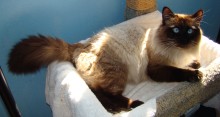 [another picture of Bernie, a Birman/Domestic Long Hair-x sealpoint\ cat] 