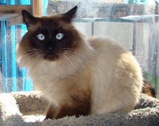 [picture of Bernie, a Birman/Domestic Long Hair-x sealpoint cat]