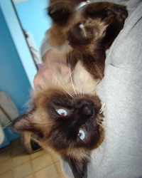 [picture of Bernie, a Birman/Domestic Long Hair-x sealpoint cat]