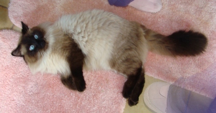[picture of Bernie, a Birman/Domestic Long Hair-x sealpoint cat]