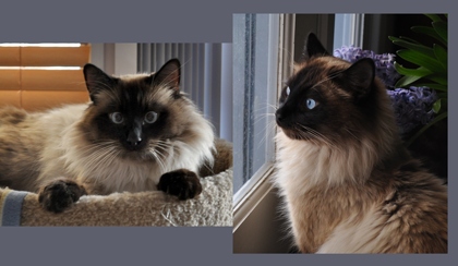 [picture of Bernie, a Birman/Domestic Long Hair-x sealpoint cat]