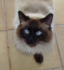 [picture of Bernie, a Birman/Domestic Long Hair-x sealpoint\ cat] 
