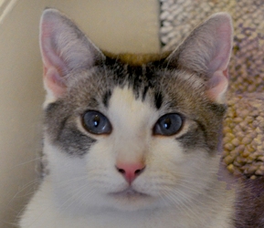 [picture of Levi FKA Mr. Whiskers, a Siamese/Domestic Short Hair-x ragdoll cat]