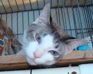 [picture of Levi FKA Mr. Whiskers, a Siamese/Domestic Short Hair-x ragdoll cat]