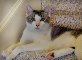 [picture of Levi FKA Mr. Whiskers, a Siamese/Domestic Short Hair-x ragdoll cat]