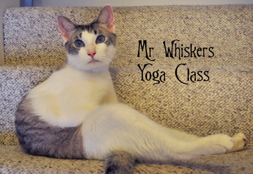 [picture of Levi FKA Mr. Whiskers, a Siamese/Domestic Short Hair-x ragdoll cat]