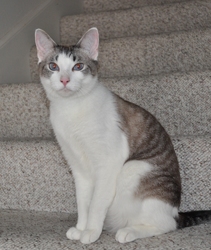 [picture of Levi FKA Mr. Whiskers, a Siamese/Domestic Short Hair-x ragdoll cat]