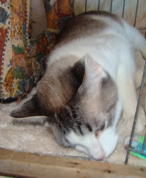 [picture of Levi FKA Mr. Whiskers, a Siamese/Domestic Short Hair-x ragdoll cat]