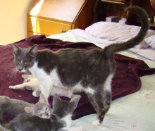 [another picture of Stella, a Domestic Short Hair blue/white\ cat] 